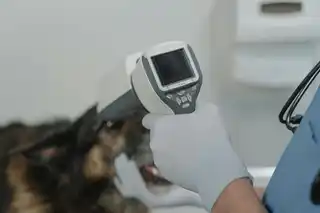 Cat spaying